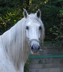 Oclé hongre PRE de 9 ans adopté par ....Jadis :-) Ocle110