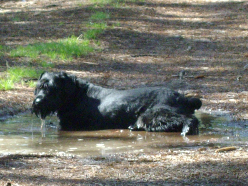 chien heureux sans jouets!! 2008_045