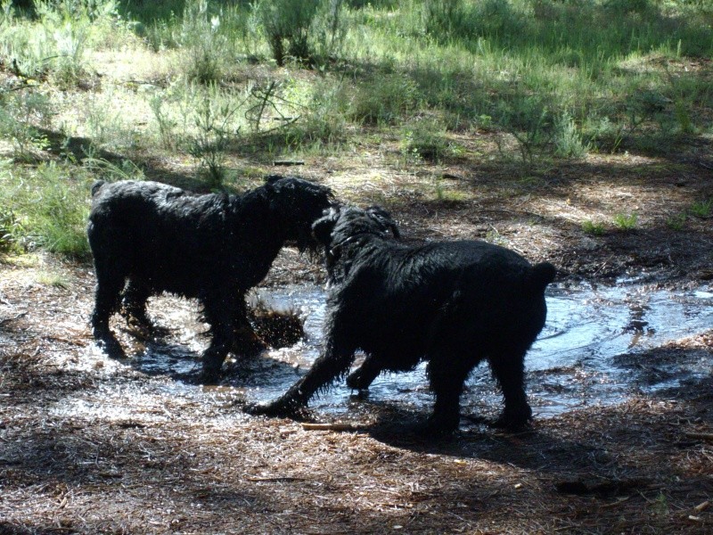 chien heureux sans jouets!! 2008_048