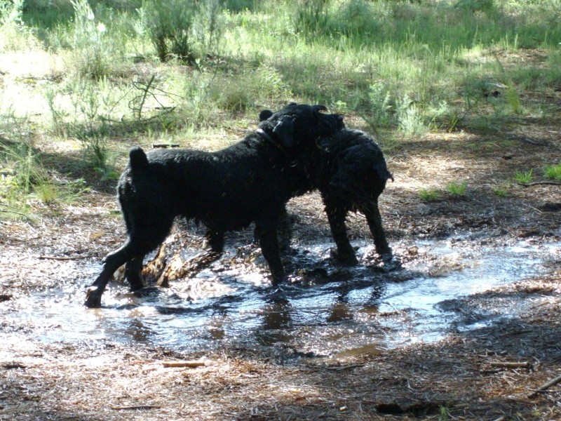 chien heureux sans jouets!! 2008_049