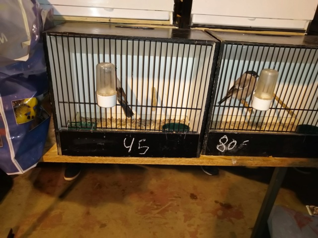 Bourse d'oiseaux  à hannut 06.10.2019 Img_2235