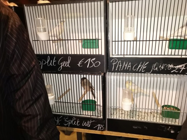 Bourse d'oiseaux  à hannut 06.10.2019 Img_2236