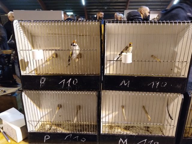 Bourse d'oiseaux  à hannut 06.10.2019 Img_2240