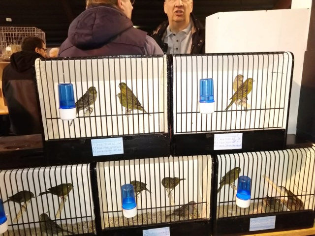 Bourse d'oiseaux  à hannut 06.10.2019 Img_2245