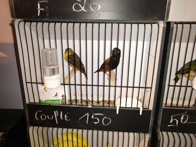 Bourse d'oiseaux  à hannut 06.10.2019 Img_2248
