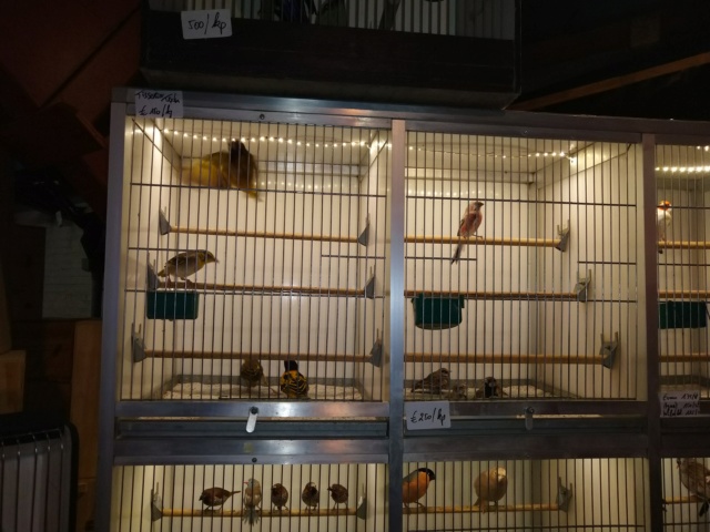 Bourse d'oiseaux  à hannut 06.10.2019 Img_2252