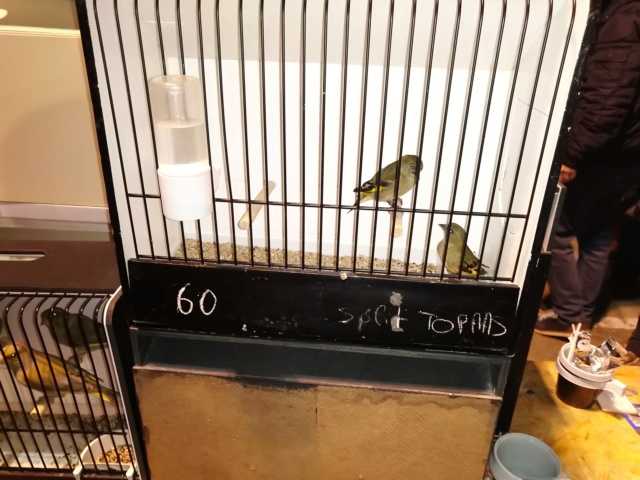 Bourse d'oiseaux  à hannut 06.10.2019 Img_2256