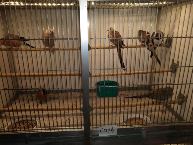 Bourse d'oiseaux  à hannut 06.10.2019 Img_2258