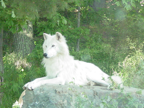 Jadey's wolves 26891910