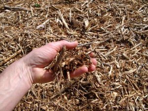 dossier - La permaculture renverse les dogmes de l'agronomie  traditionnelle Brf10