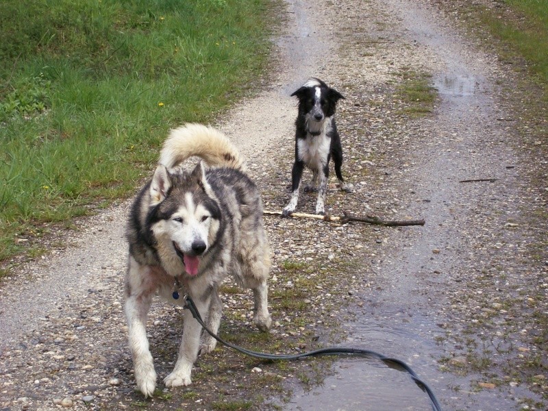 DIABOLO - mâle husky environ 7 ans - malade - Page 4 100_0315