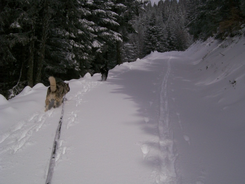 DIABOLO - mâle husky environ 7 ans - malade - Page 4 100_0317