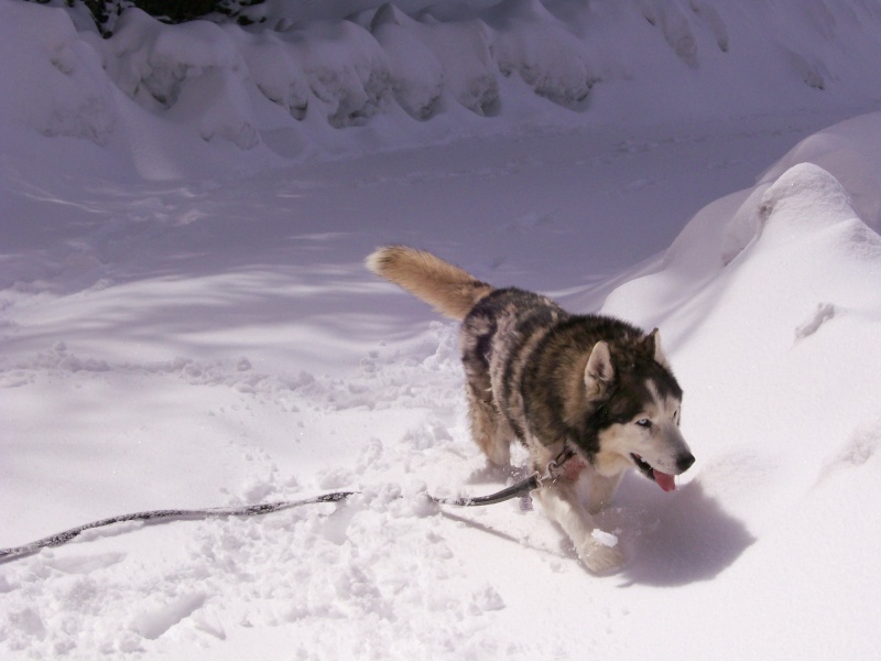 DIABOLO - mâle husky environ 7 ans - malade - Page 5 100_0318