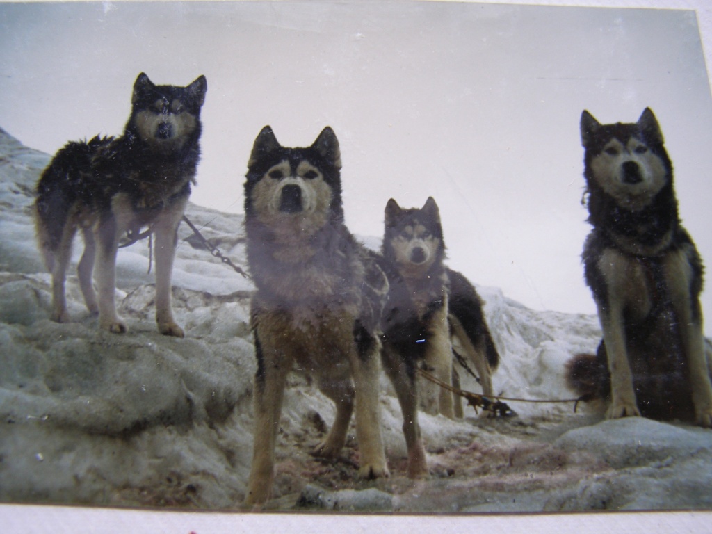 voila des chiens qui sont allés sur le MONT BLANC Ekiok_13