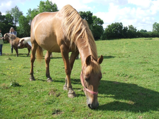 La Ferme des Animaux Sauvs de la Mort Dscf2611