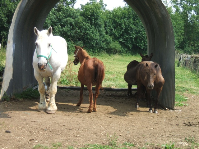 La Ferme des Animaux Sauvs de la Mort Dscf2714