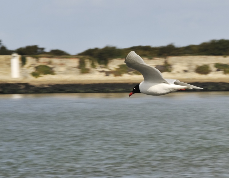 Larus malanocephalus _dsc0510