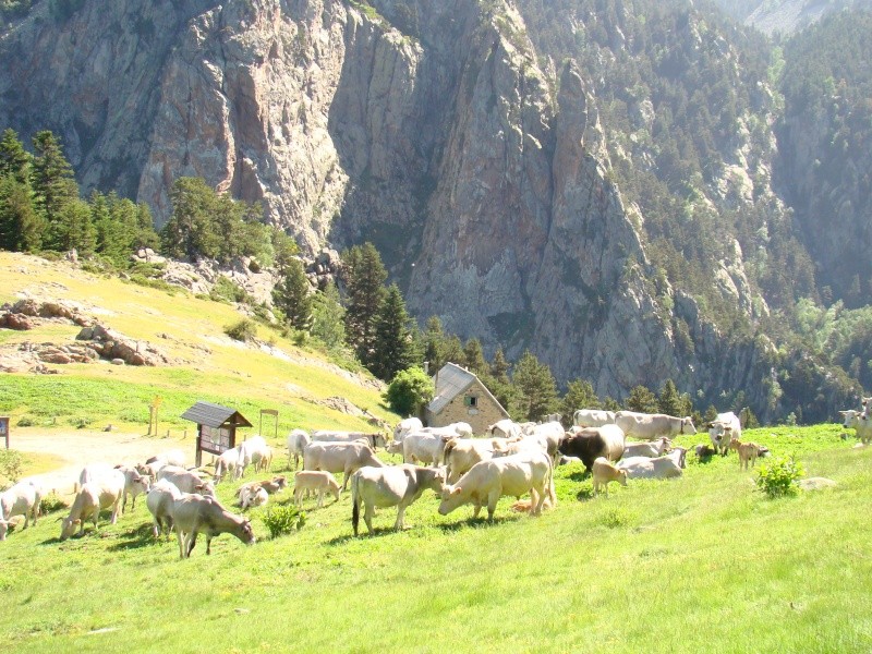 SUR LES PISTES DU CANIGOU Dsc07414