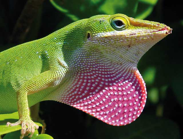 Les reptiles - L'anolis vert Anolis10