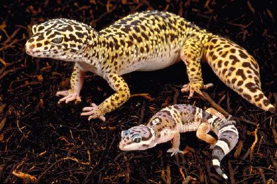 Les reptiles -Le gecko lopard Gecko10