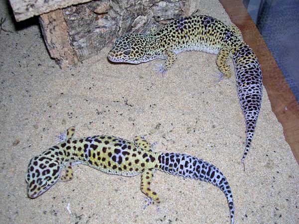 Les reptiles -Le gecko lopard Gecko_10