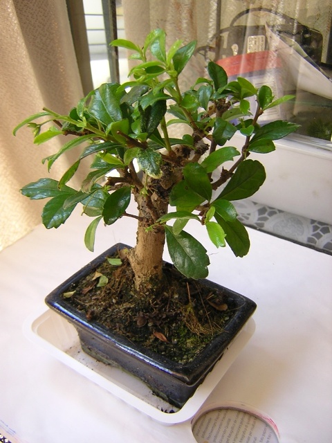 Mi pequeño bonsai :D Bonsai10