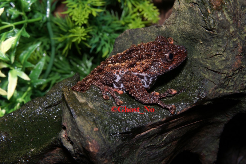 Identification Theloderma ssp Dsc01412