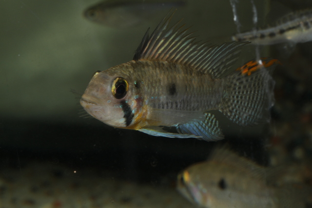 Apistogramma sp. Shally Img06010