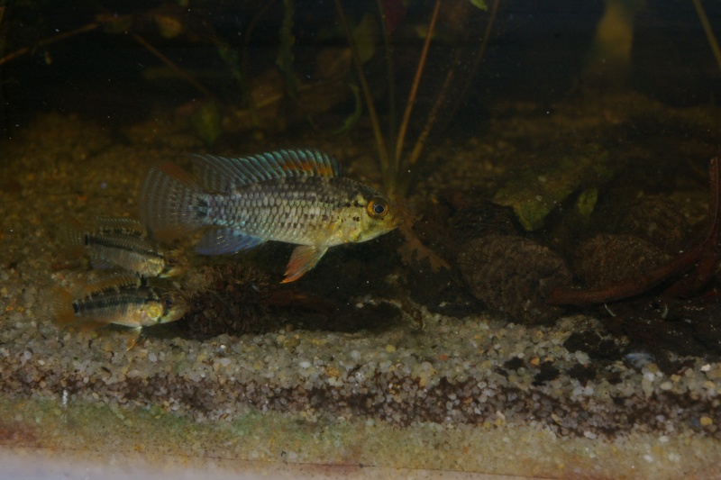 Apistogramma : derniers arrivés Imgp8113