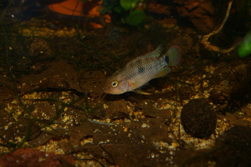 Apistogramma sp oregon Imgp8225