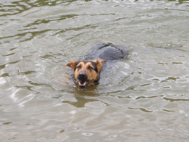 La natation canine - Page 2 07310