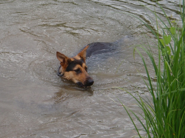 La natation canine - Page 2 07410