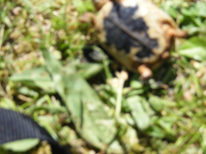[b]Bébé tortue environ 1 mois  (5 cm)[/b] Dscf0122