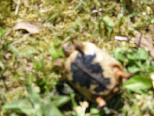 [b]Bébé tortue environ 1 mois  (5 cm)[/b] Dscf0123