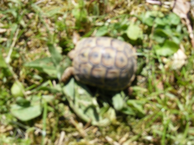 [b]Bébé tortue environ 1 mois  (5 cm)[/b] Dscf0124