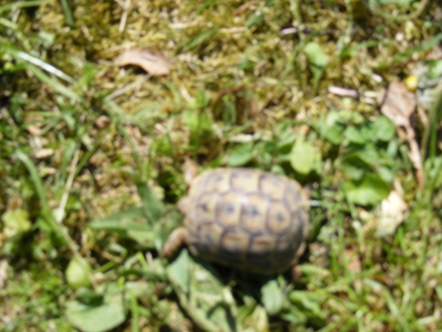 [b]Bébé tortue environ 1 mois  (5 cm)[/b] Dscf0125
