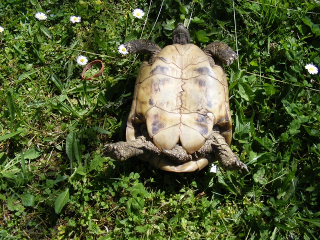 [b]Bébé tortue environ 1 mois  (5 cm)[/b] Dscf0126