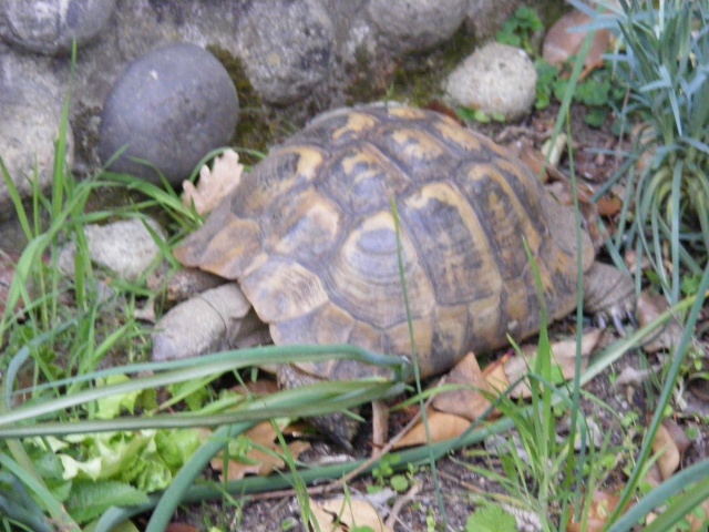 [b]Bébé tortue environ 1 mois  (5 cm)[/b] Dscf0127