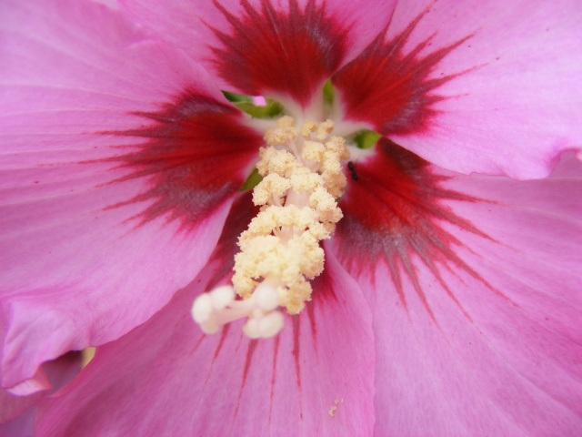 hibiscus Dscf0717