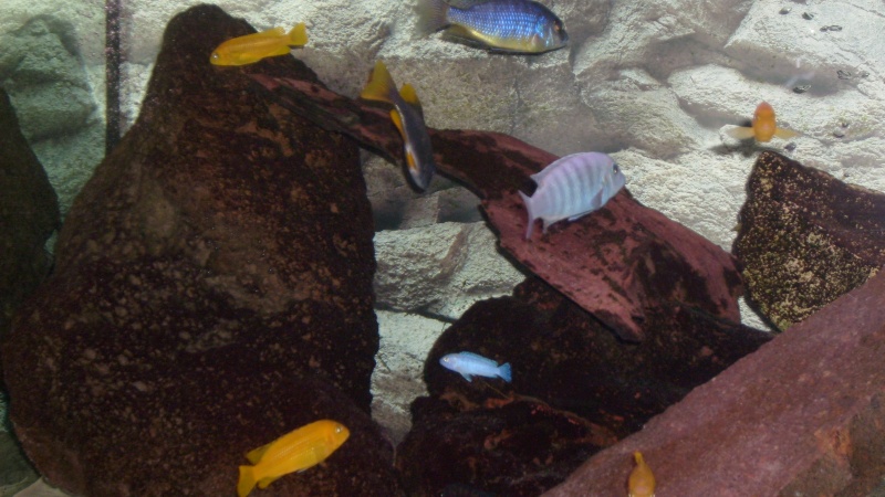 photo de mon aquarium de 300l a cichlids! S6300011