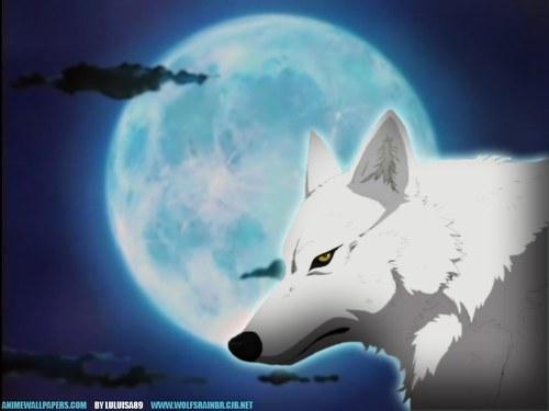 Kiba, loup blanc gentil 67250_17