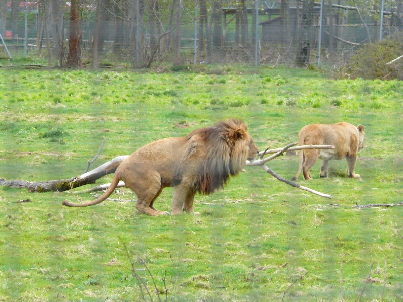 les photos du parc des felins ... - Page 2 P1020911