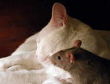 Unusual Animal Friendship Cat-mo10