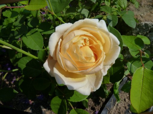 les roses du jardin - Page 2 Charlo10