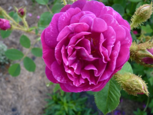 les roses du jardin - Page 2 Fleurs38