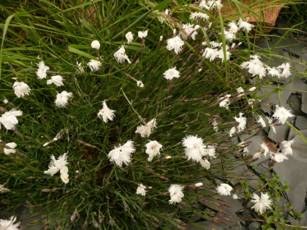 les plantes et graines de claudinette Fleurs81