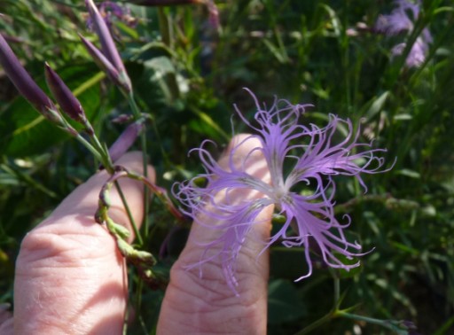 les plantes et graines de claudinette Le_ja147