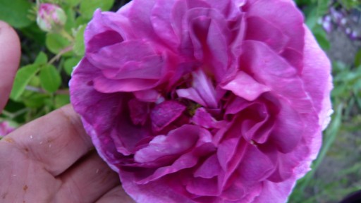 les roses du jardin - Page 2 Le_jar68