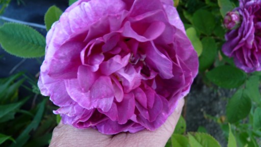 les roses du jardin - Page 2 Le_jar69