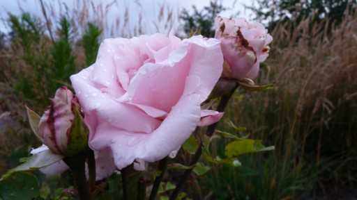 les roses du jardin - Page 2 Le_jar70